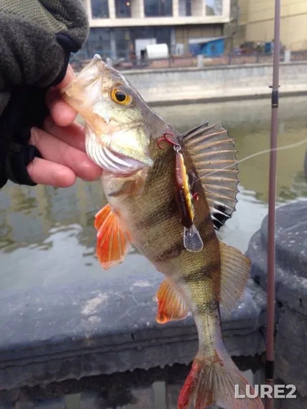 Perch — Vodootvodnyy kanal, Dec 17, 2017