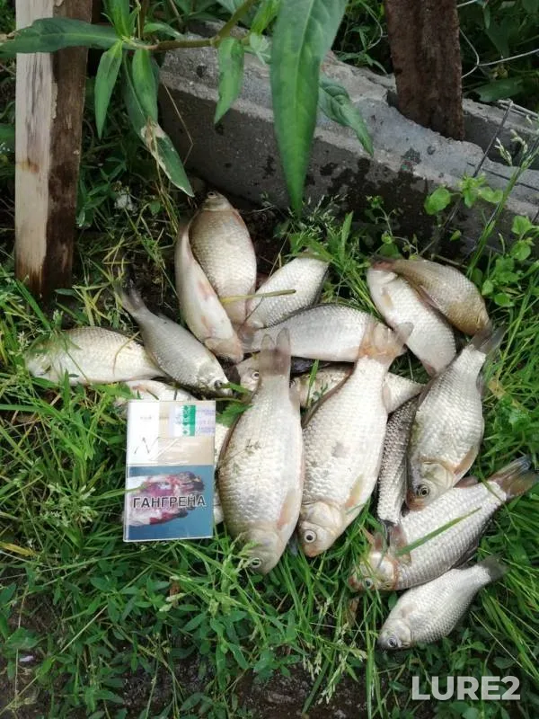 Crucian carp — Khmarka, Jul 14, 2019