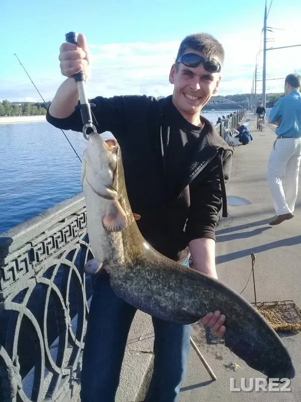 Wels catfish — Moskva, Jul 13, 2017
