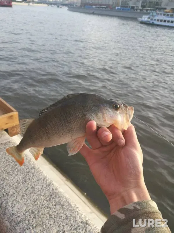 Perch — Moskva, Jun 24, 2017