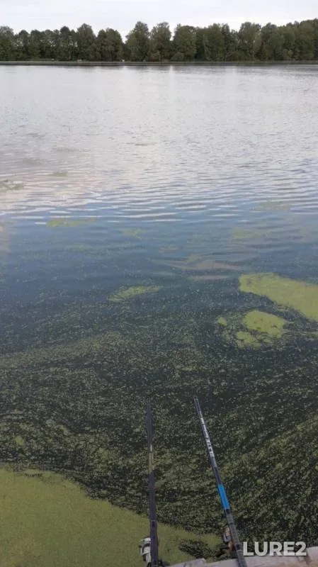 Crucian carp — Svisloch, Aug 18, 2019