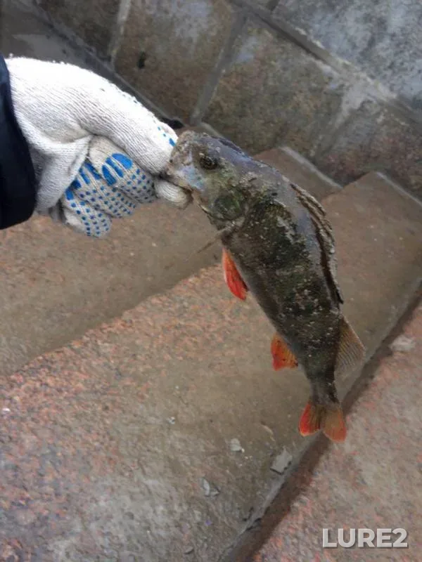Perch — Vodootvodnyy kanal, Mar 06, 2017