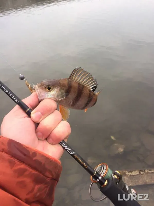 Perch, Roach — Moskva, Mar 05, 2017