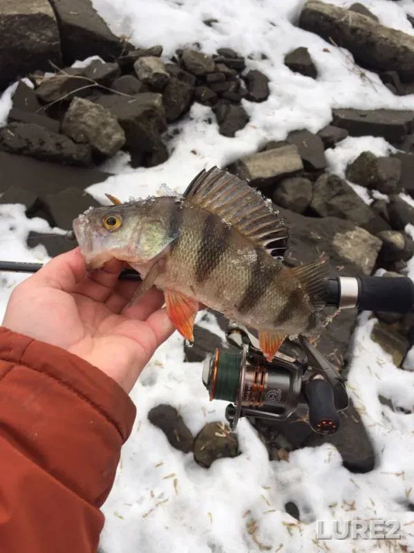 Perch — Moskva, Mar 03, 2017