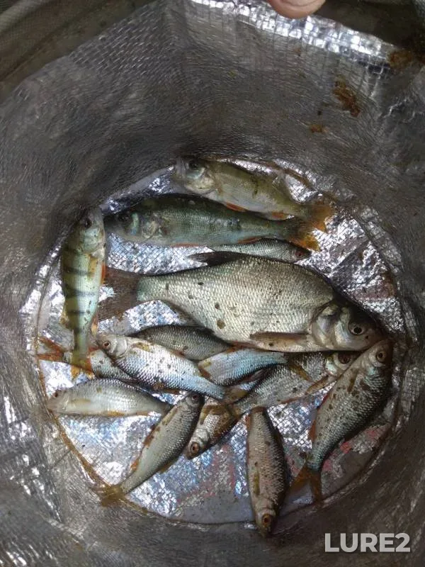 Bream, Perch — Gat, Jul 12, 2019