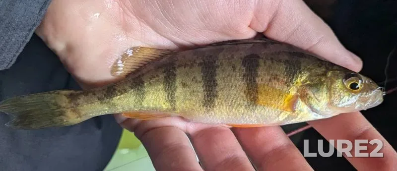 Yellow perch — Middle Straits Lake, Sep 29, 2013, 5:23 PM