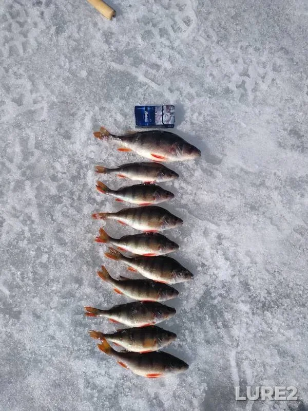 Perch — Beloyarskoye, Apr 05, 2019