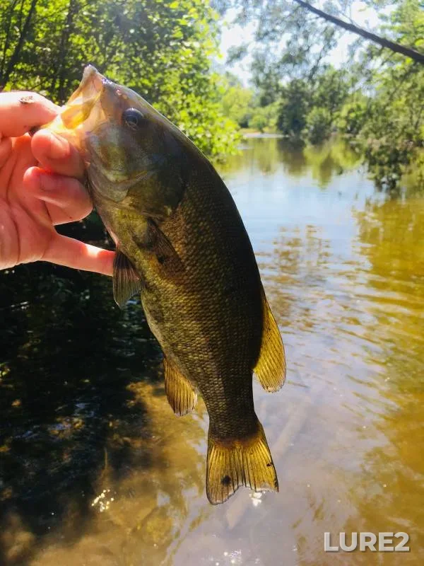 Smallmouth bass — Chippewa River, May 24, 2018