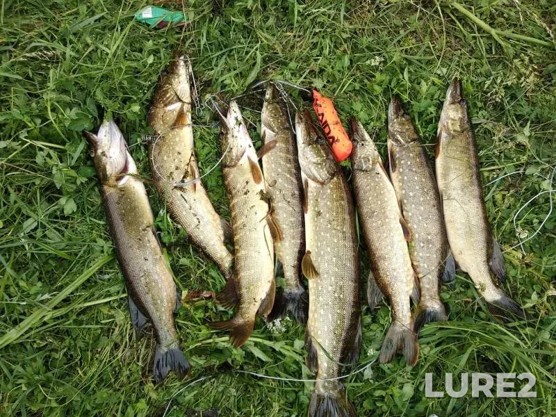 Pike — Yauza, Aug 31, 2019