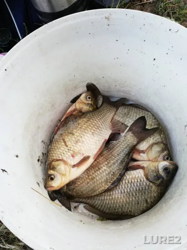 Crucian carp — Myshanka, Jul 02, 2019