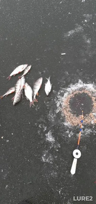 Perch, White bream — Maralka, Nov 17, 2019