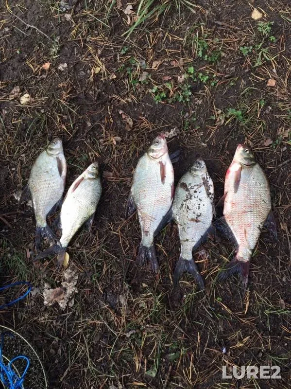 Bream — Sverdlovskaya oblast, Aug 27, 2019