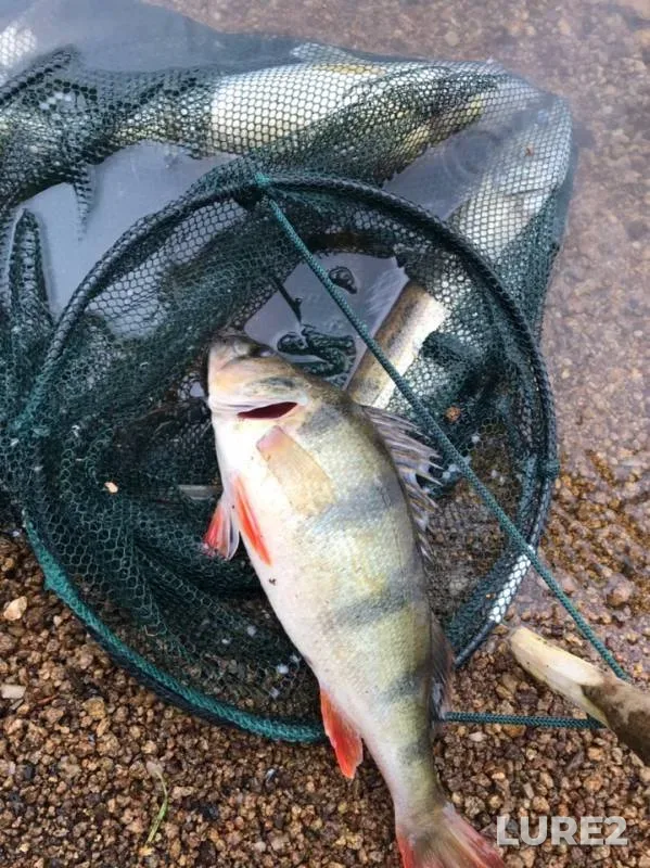 Perch, Zander — Volchikhinskoye, Jun 16, 2019