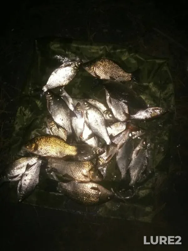 Bream, Crucian carp — Reftinskoye, Aug 06, 2019