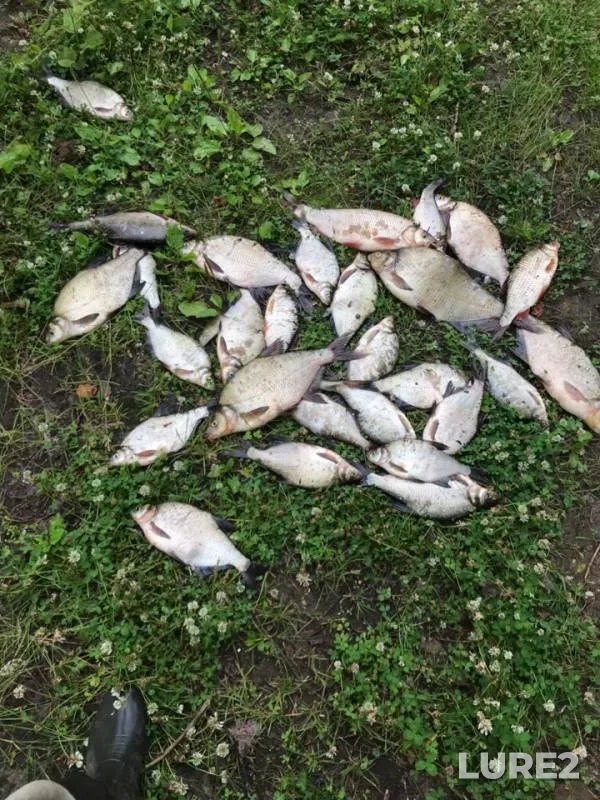 Bream, Roach — Tura, Jul 11, 2019