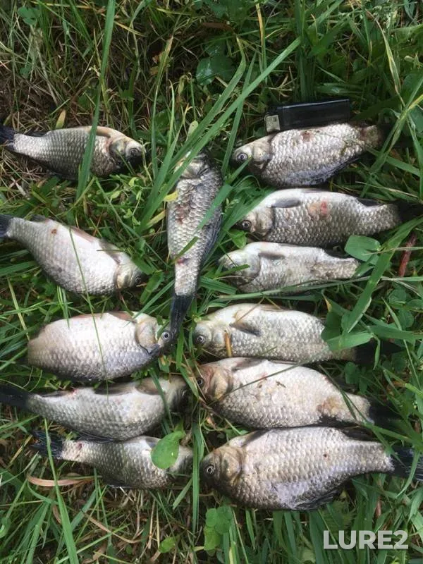 Carp, Crucian carp — Sverdlovskaya oblast, Jun 24, 2019