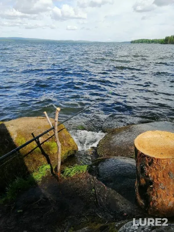 Bream, Roach — Tavatuy, Jun 14, 2019