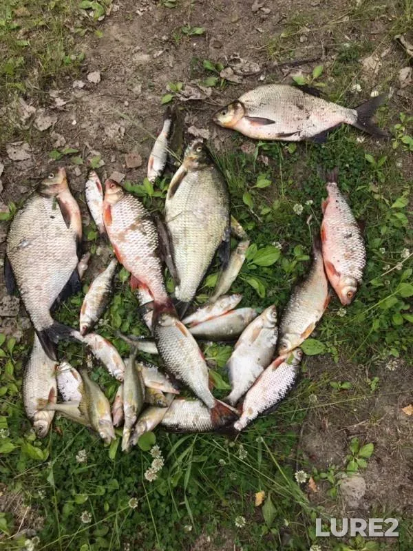 Bream, Roach — Tura, Jun 18, 2019