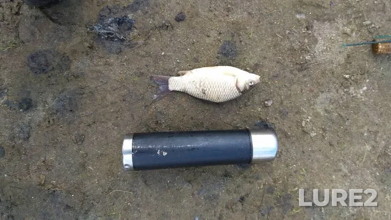 Crucian carp — Shchelkunskoye, May 13, 2019