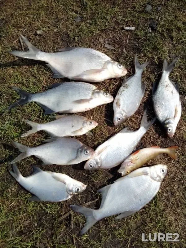 Bream, Perch — Isetskoye, May 12, 2019