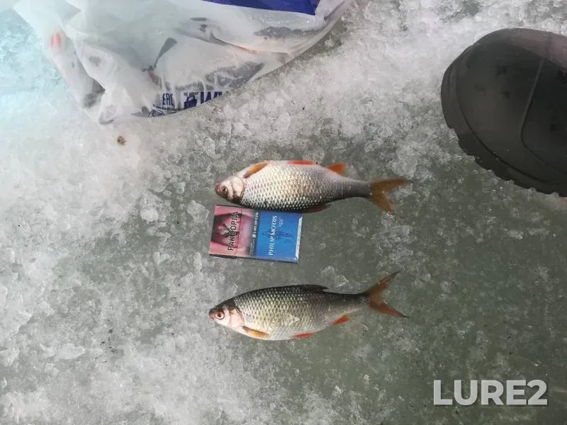 Perch, Roach — Sungul, Apr 04, 2019