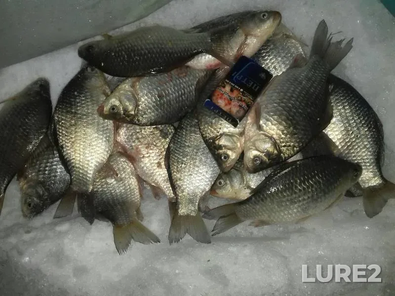 Crucian carp — Belikul, Feb 26, 2019