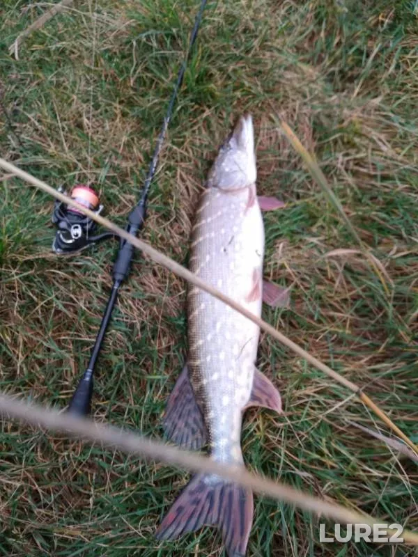 Pike — Neman, Nov 18, 2019