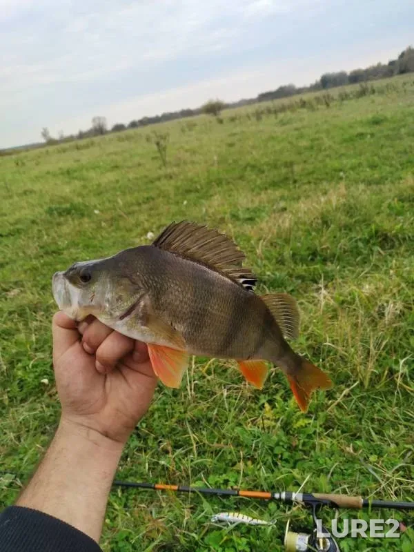 Perch, Pike — Rditsa, Oct 13, 2019
