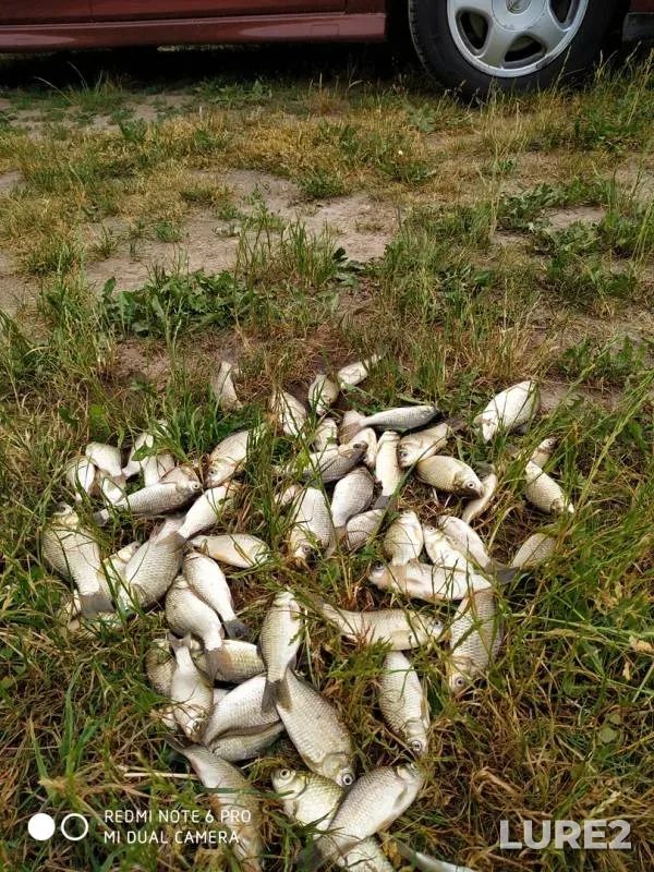 Crucian carp — Khmarka, Jun 17, 2019