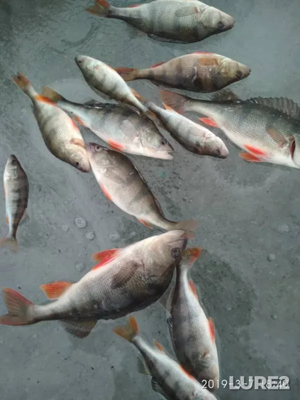 Perch — Moroch, Mar 07, 2019