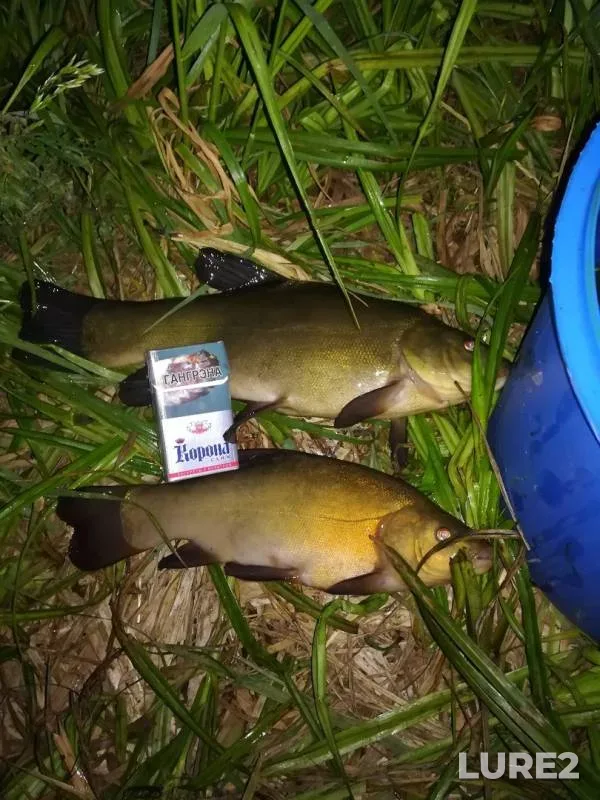 Roach, Tench — Dikiy, Jun 08, 2019