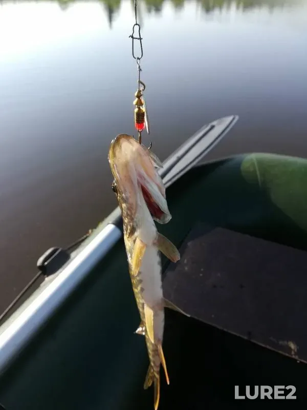 Roach, Tench — Dikiy, Jun 15, 2019