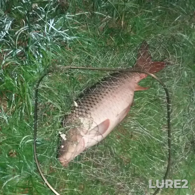 Carp — Gorodnitsa, Jul 05, 2019