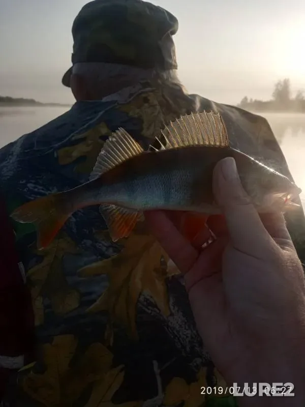 Perch — Mazha, Jul 13, 2019