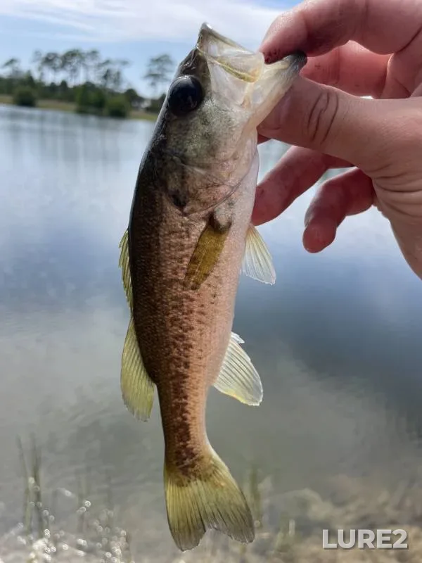 Largemouth bass — Little Econlockhatchee River, May 16, 2018