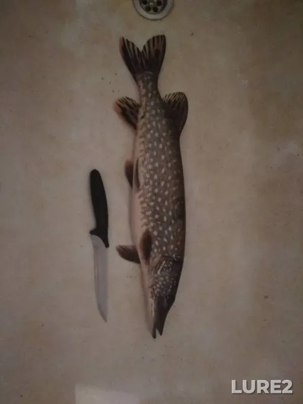 Pike — Sobelskoye, Jan 13, 2019