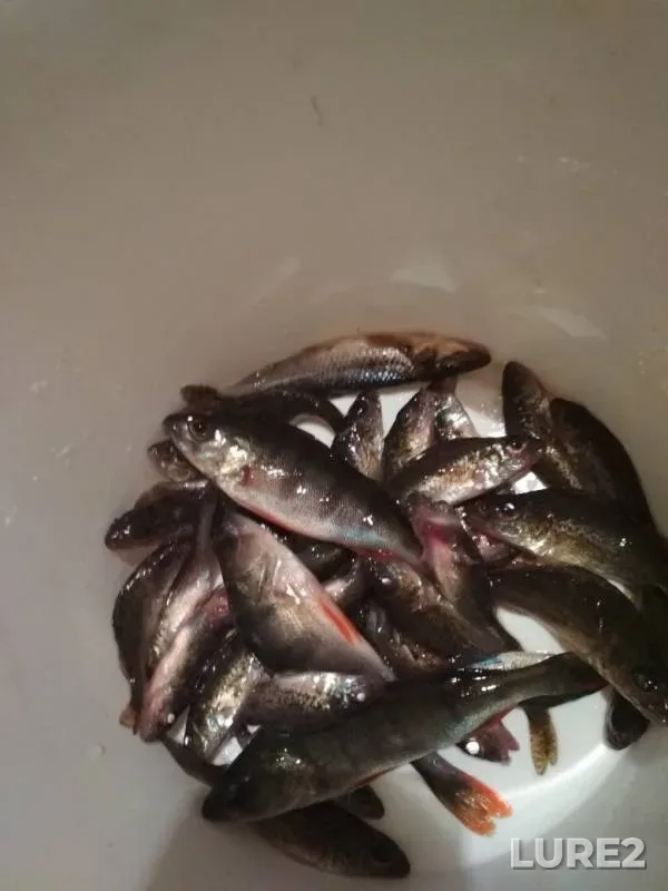 Bream, Perch — Veluta, Feb 10, 2019