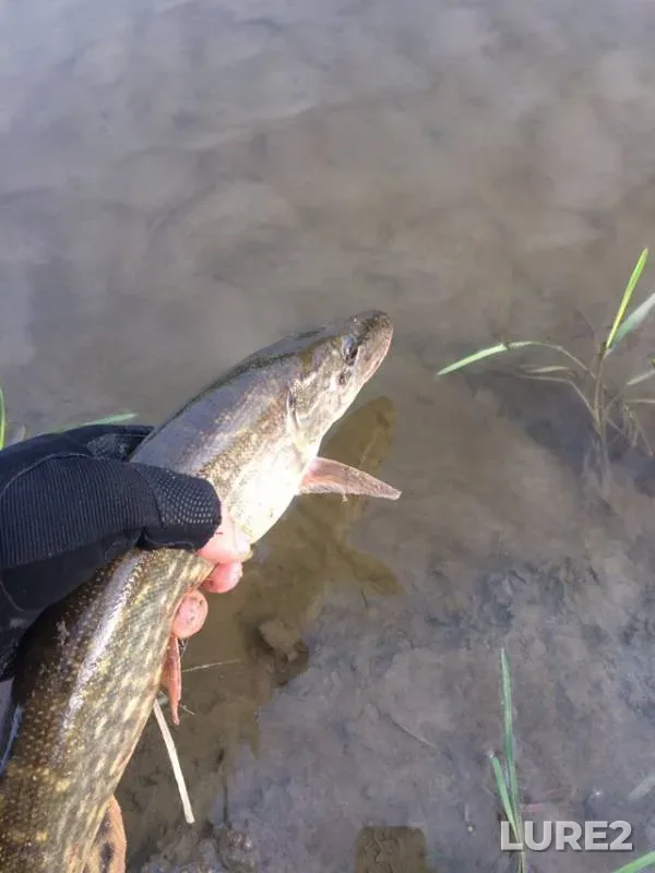 Pike — Brestskaya oblast, Stolinskiy rayon, Apr 30, 2019