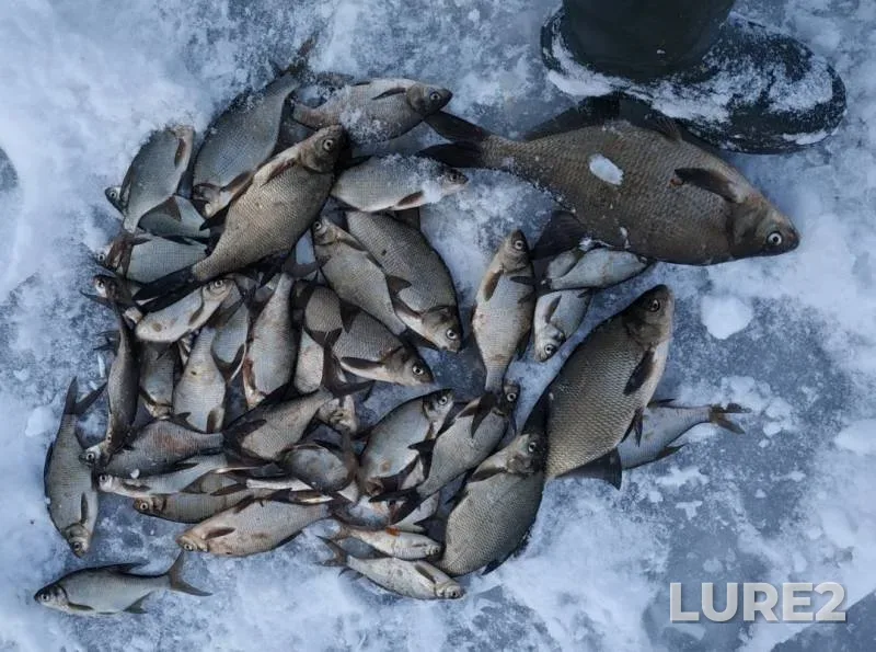 Bream — Lukovskoye, Jan 16, 2019