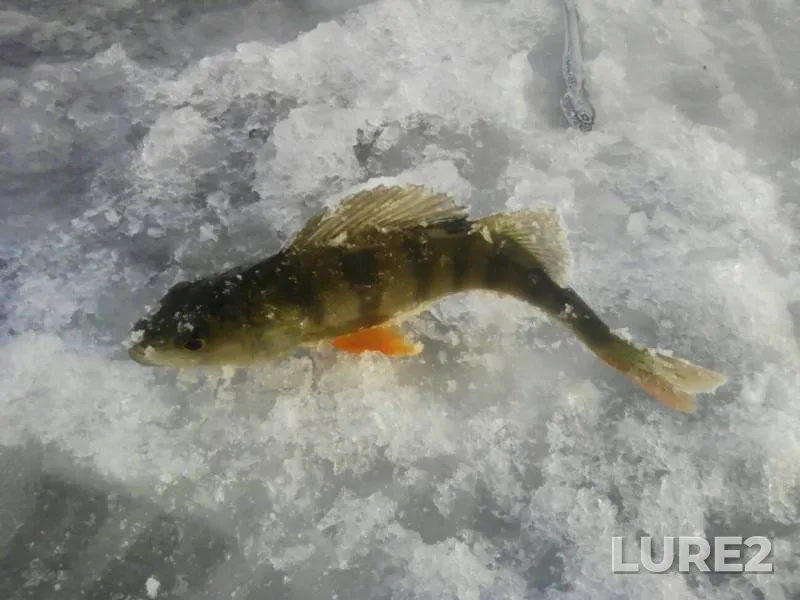 Perch — Nalivnoye, Jan 07, 2019
