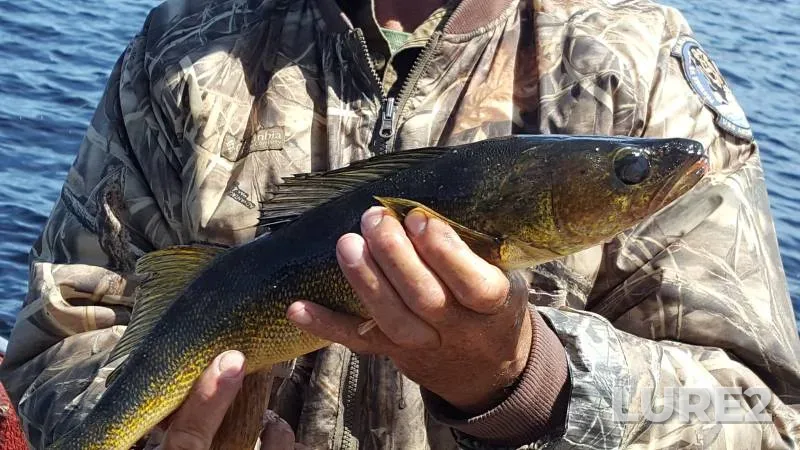 Walleye — Greenwood River, May 18, 2018