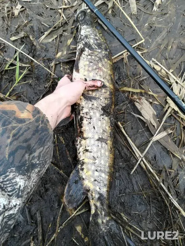 Pike — Uzdyanka, Nov 15, 2018