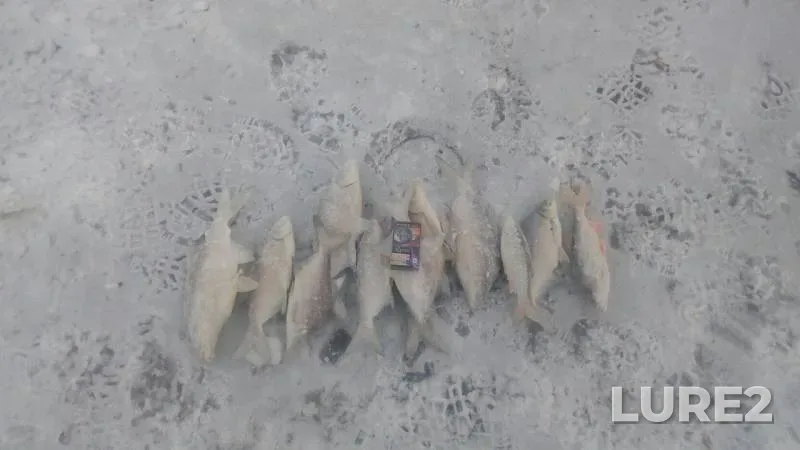 Bream, Perch — Krasnoyarskoye, Dec 09, 2018