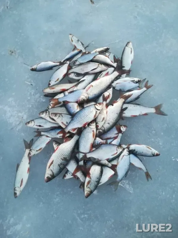 Pike, Roach — Bobrik, Feb 08, 2019