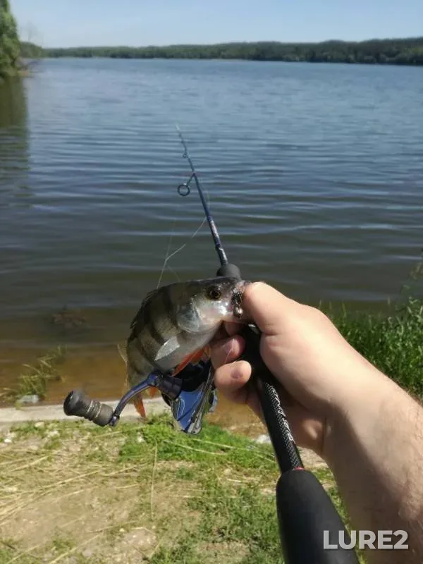 Perch — Gat, Jun 03, 2019