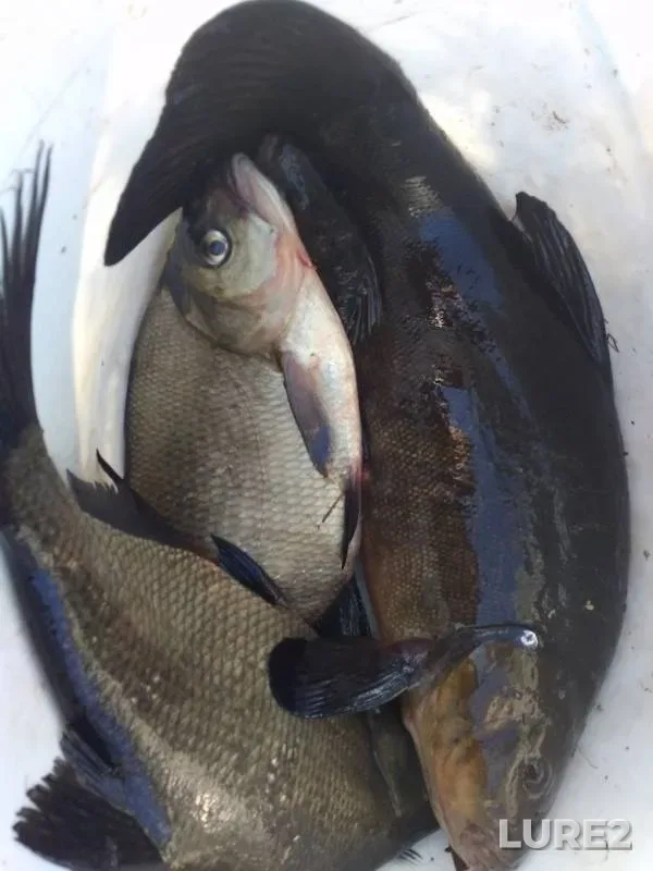 Bream, Tench — Lipnyanka, Oct 15, 2019