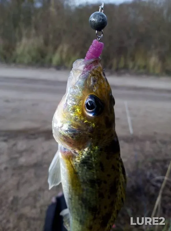 Perch — Brestskaya oblast, Beryozovskiy rayon, Nov 30, 2019