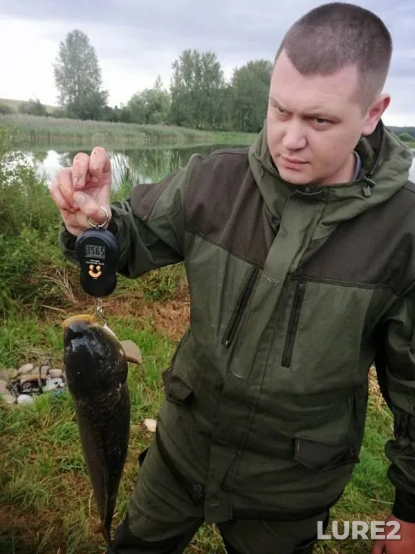 Carp — Minskaya oblast, Nesvizhskiy rayon, Aug 03, 2019