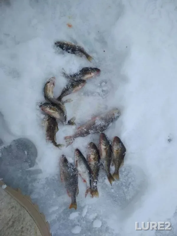 Perch, Roach — Ptich, Jan 16, 2019