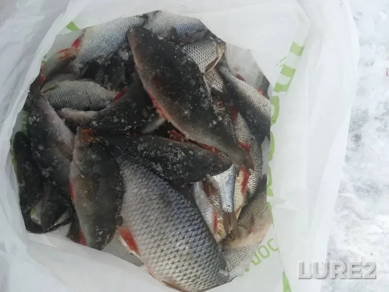 Perch, Roach — Dnepr, Feb 10, 2019